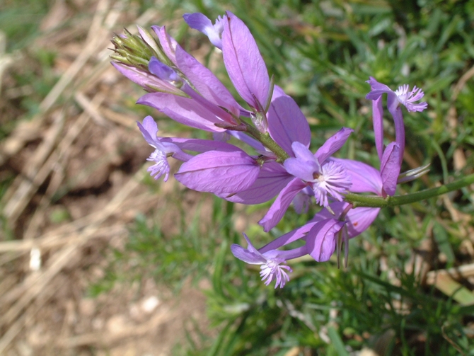 polygala